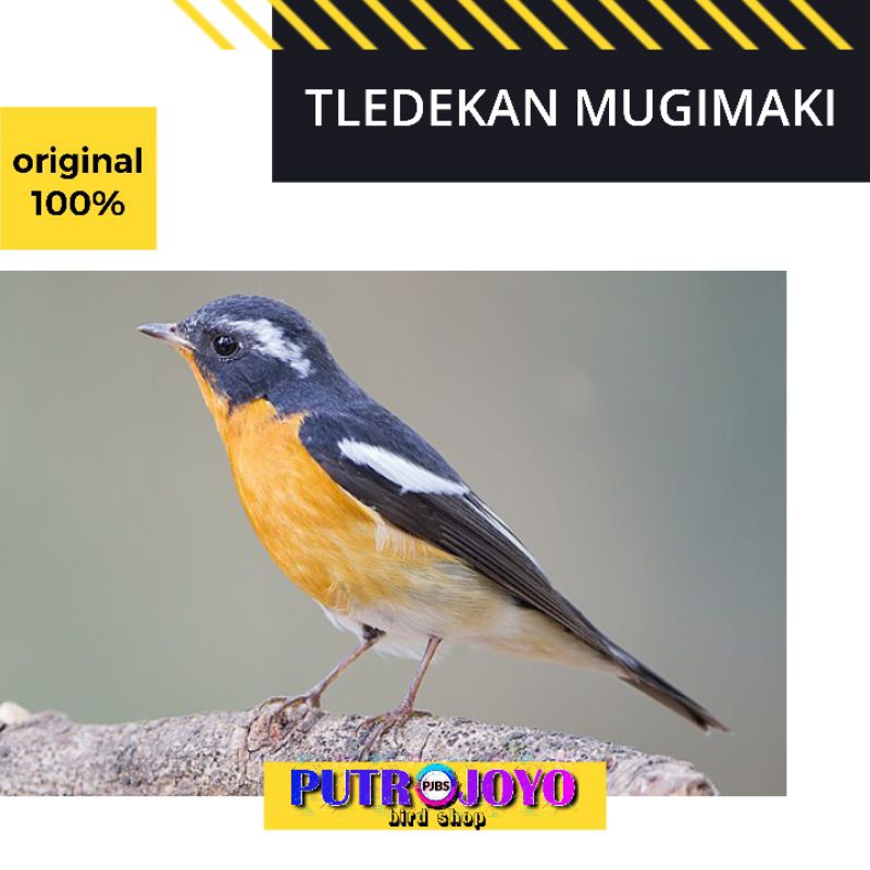 BURUNG TLEDEKAN MUGIMAKI JANTAN RAWATAN bukan gunung