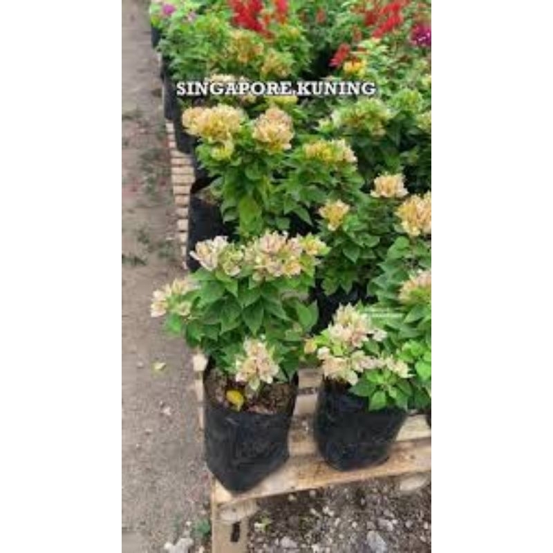 bibit bougenville singapore ori kuning
