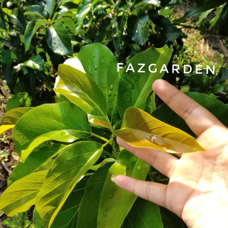 

50x Daun Alpukat Fresh