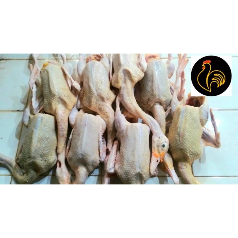 

mentok berat 1000 - 1100