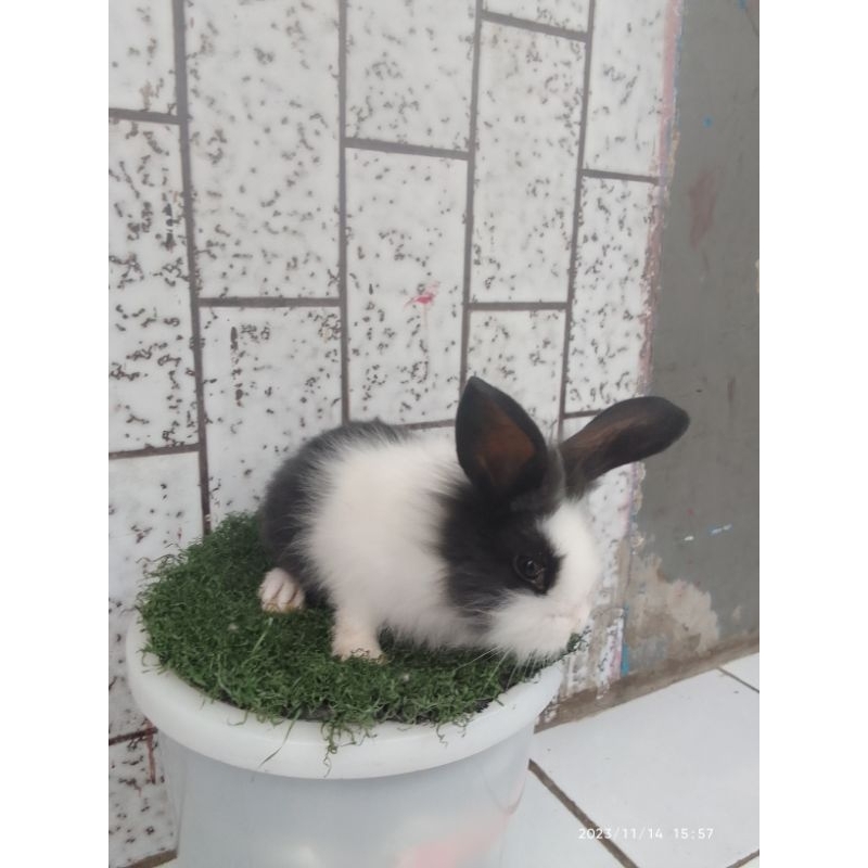 anakan kelinci topeng