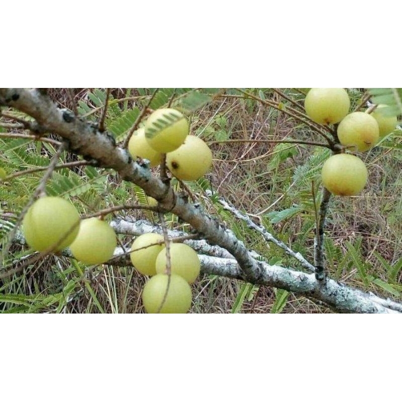 

Buah Balakka (Buah Kahas Padang Bolak) buah batang holat. Harga per 100gr.