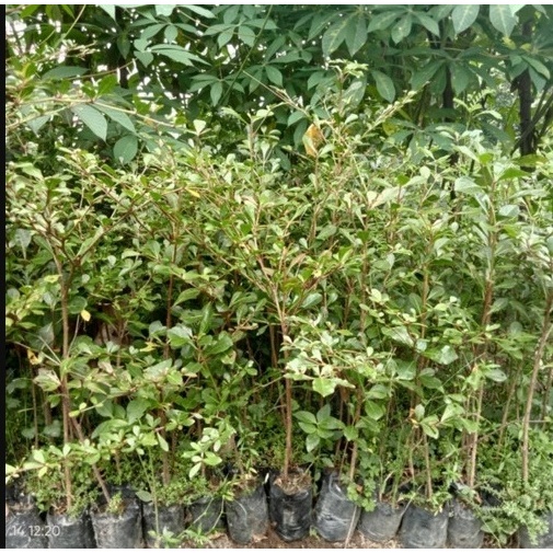 Ketapang Kencana Ukuran +-50-80cm batang besar daun rimbu