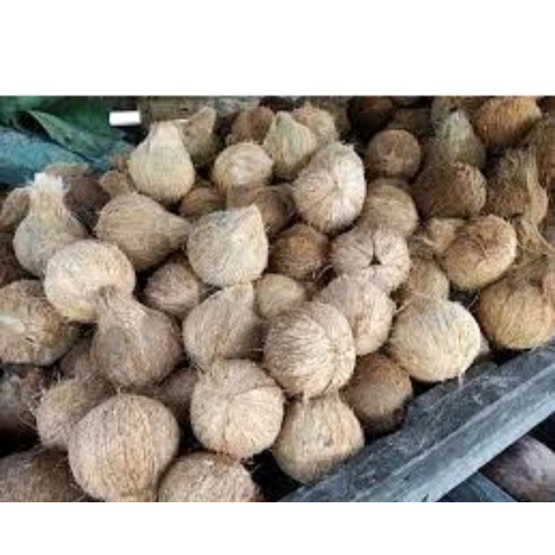 

kelapa butiran