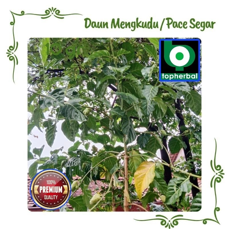 

Daun Mengkudu Fresh/Segar 1 KG
