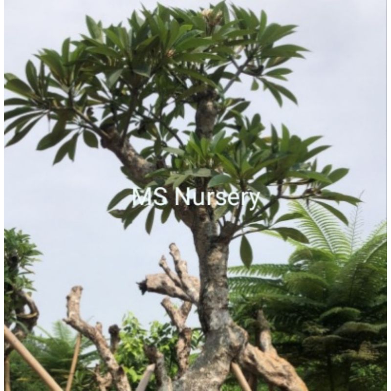 Kamboja fosil tinggi 3-4 meter lingkar batang bervariasi