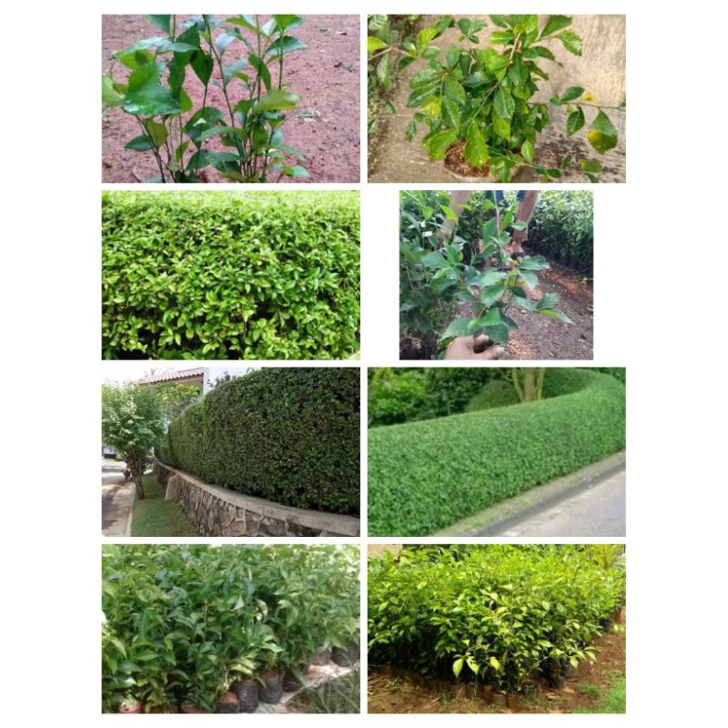 Tanaman Pagar Teh Tehan 10 pot | Tanaman Teh Tehan | Tanaman Pagar