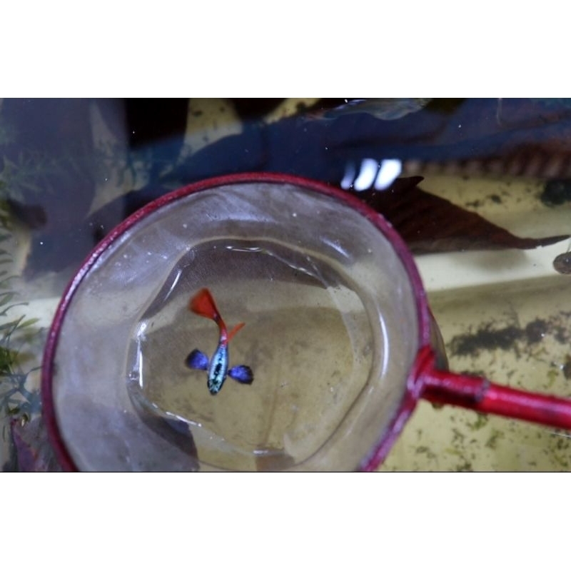 Guppy PRTDE ( Platinum Red Tail Dumbo ear )