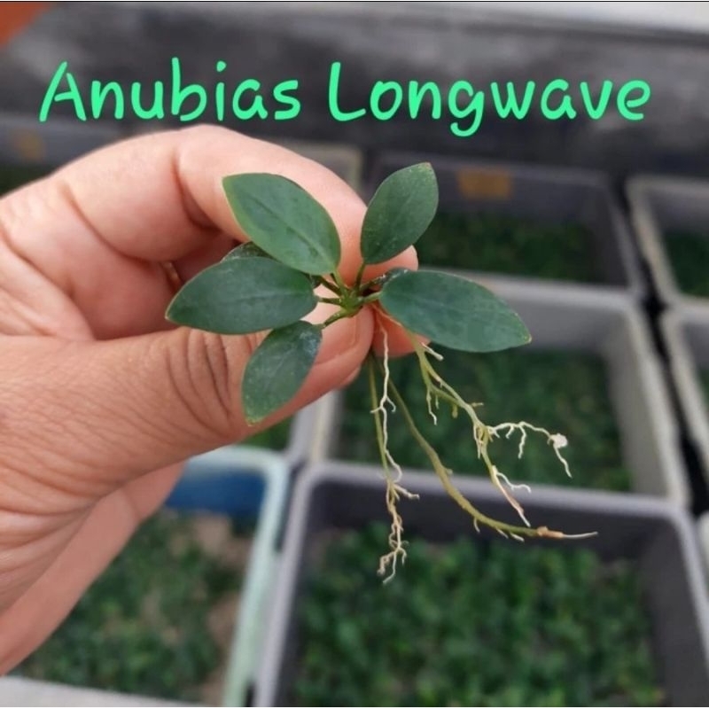 Tanaman aquascape | Anubias Nana "Long Wavy"| Anubias Nana "Mini" (Daun darat).