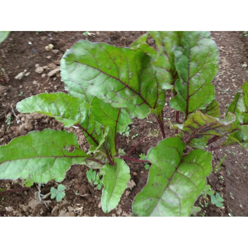 

SAYUR DAUN BIT SEGAR per ikat