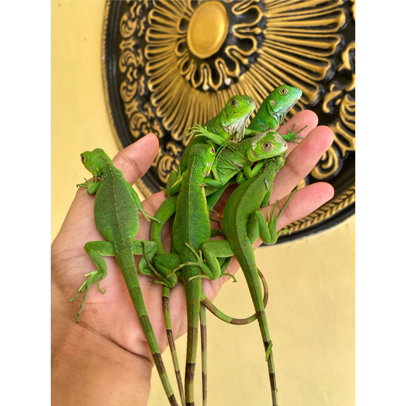 iguana green colombia mata gelap