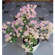 BIBIT BUGENVIL BENGAWAN SOLO ORIAN TERMURAH UNGGUL