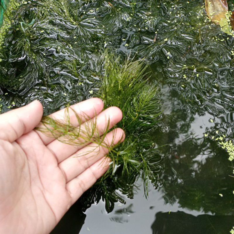 tanamam air ekor tupai