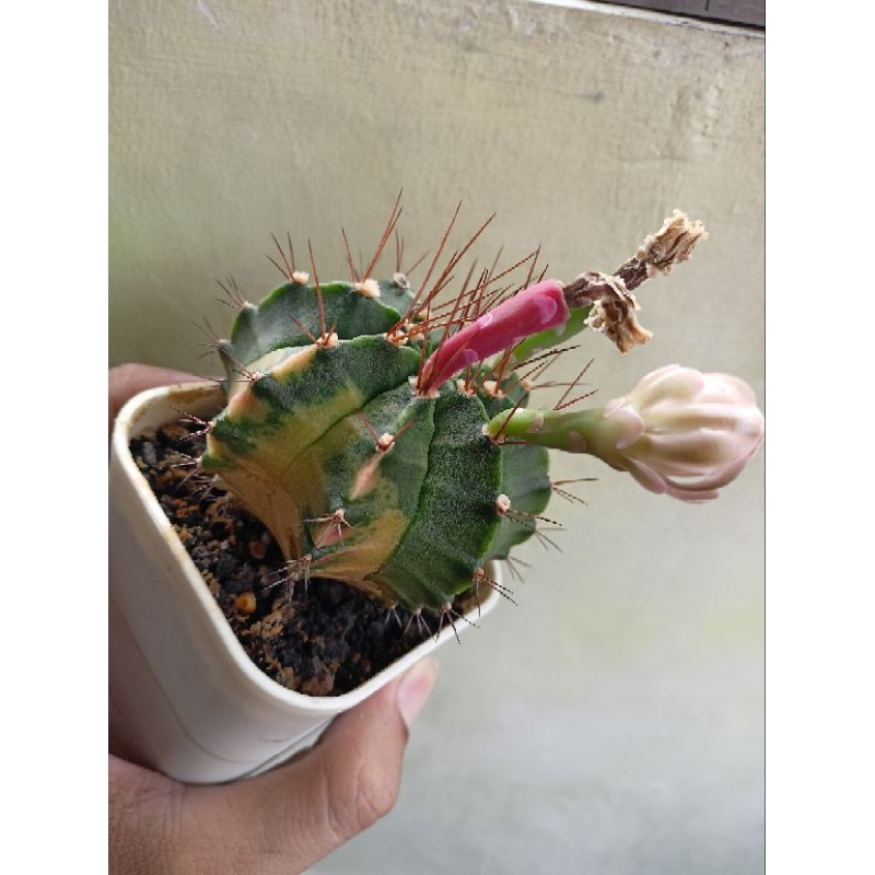 Kaktus Gymnocalycium Miha Variegata