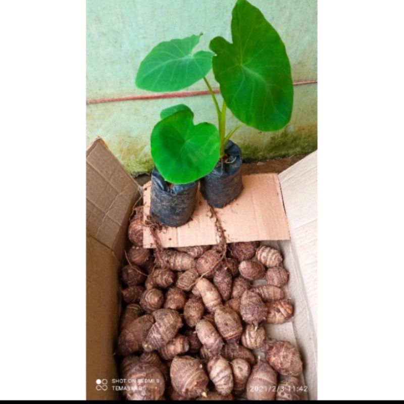 bibit talas satoimo jepang