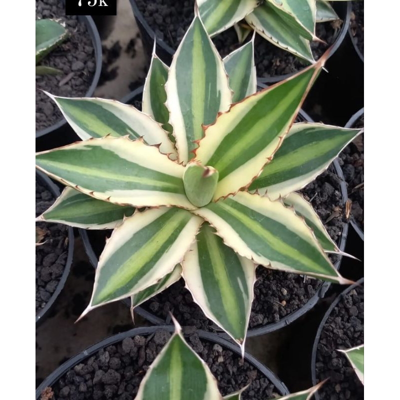 agave univitta kaktus sukulen