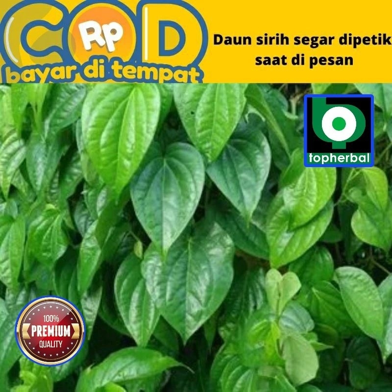 

Daun Sirih Hijau Fresh/Segar Organik 1000 Gram