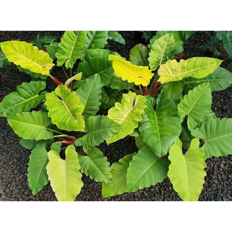 promo?? philodendron jungle fever golden