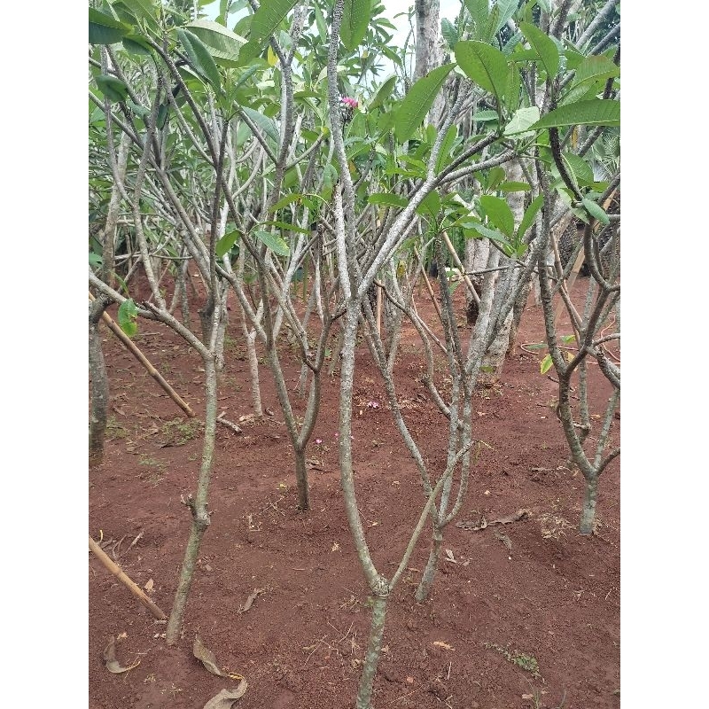 pohon kamboja bunga kuning