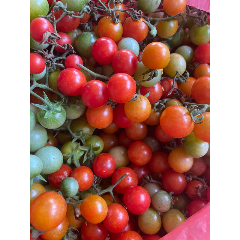 

TOMAT RAMPAI SEGAR KHAS LAMPUNG UK 1KG