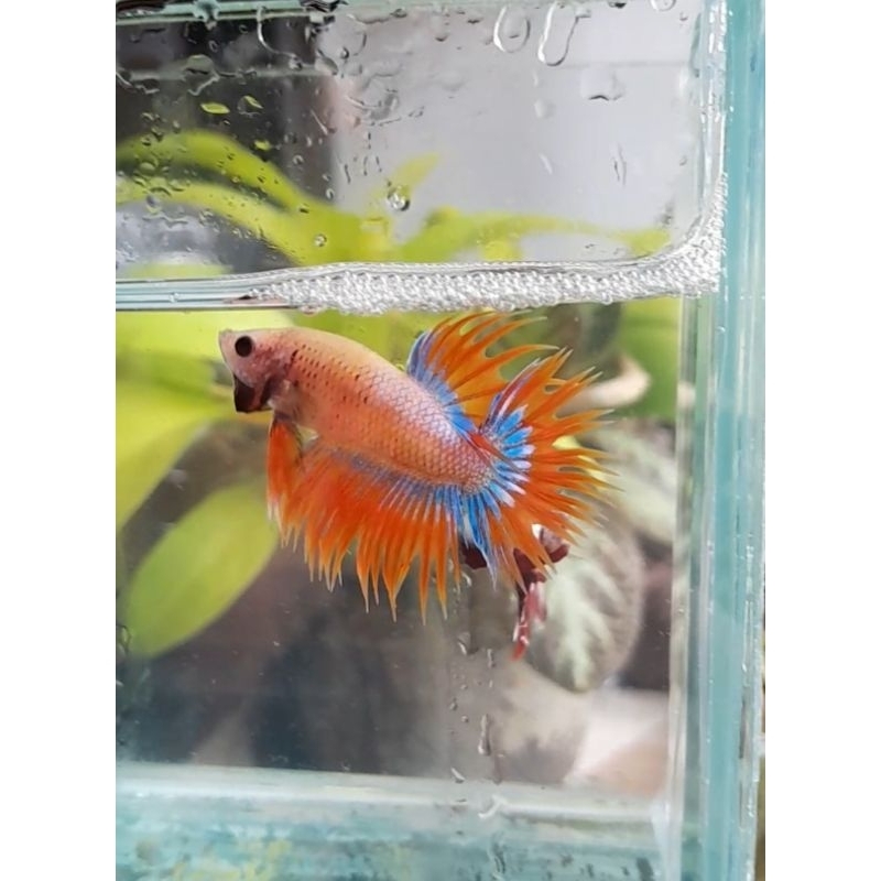 boneka ikan cupang crowntail