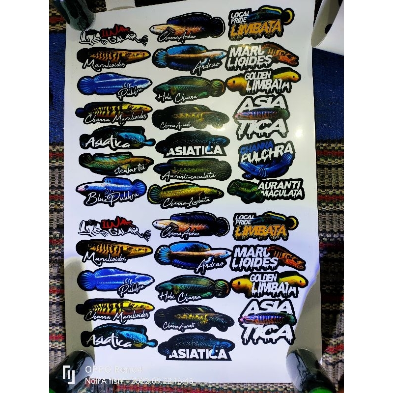 

stiker ikan chana anti air