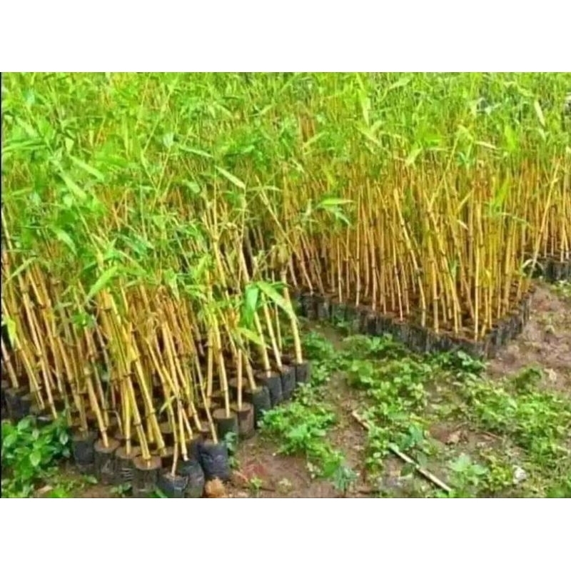 Bibit Bambu Kuning Tanaman Hias rimbun