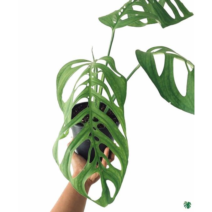 tanaman hias monstera esqueleto