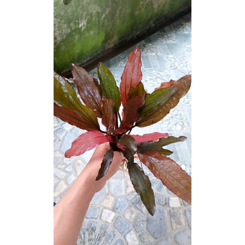 Echinodorus red special