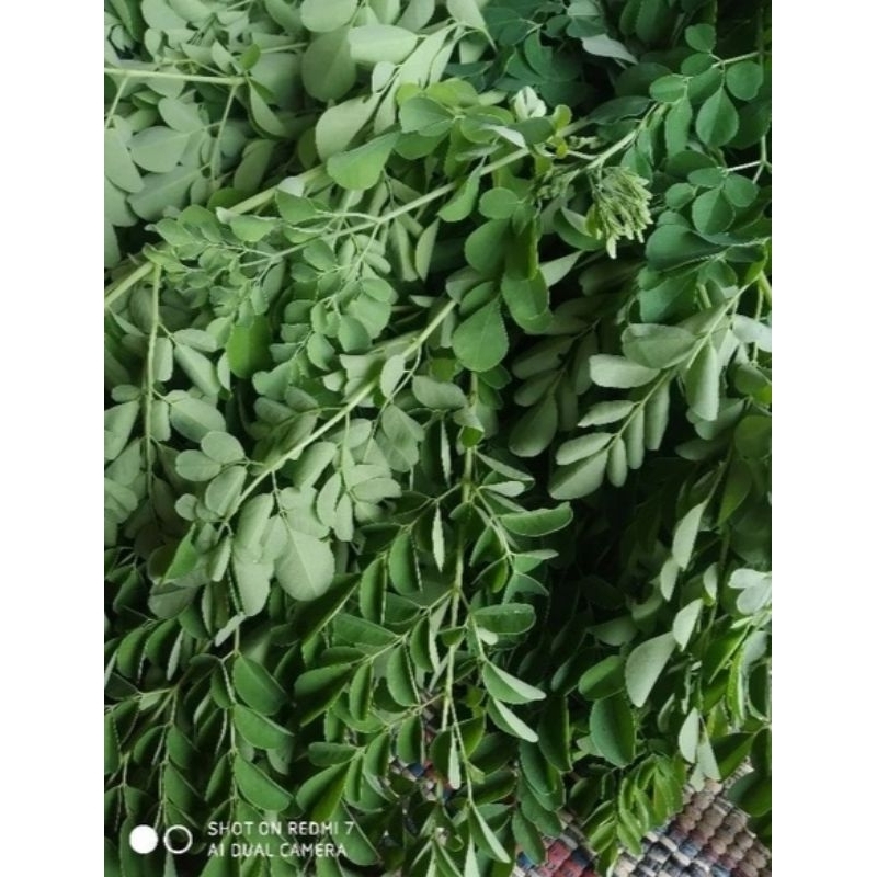 

Daun Kelor Segar 500 GramUntuk Mengobati Rematik