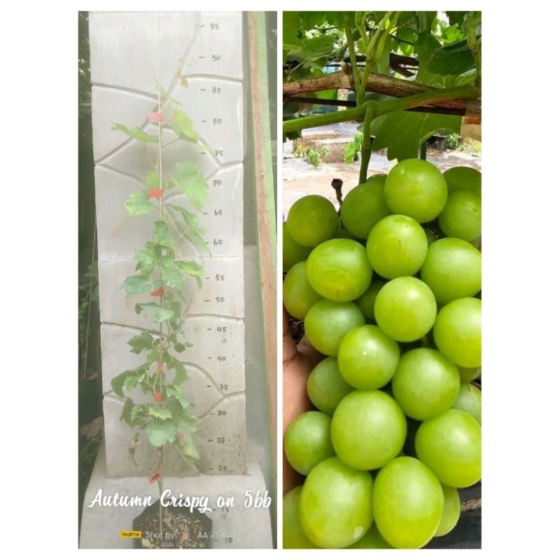 Bibit Anggur Autumn Crispy rs 5bb