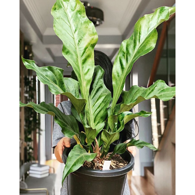 PROMOTanaman Hias Anthurium Gelombang Cinta Daun Besar Dewasa dan Bibit / Tanaman Indoor Antorium Ge