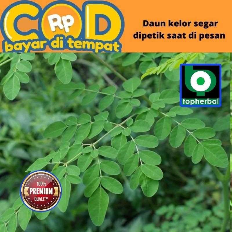 

Daun Kelor Fresh/Segar Organik 500 Gram