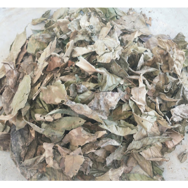 

Daun Afrika Kering/ Daun Aprika Kering Alami