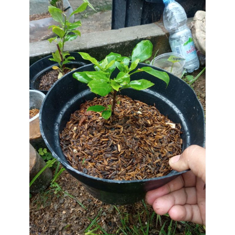 bougenvile vietnam splash