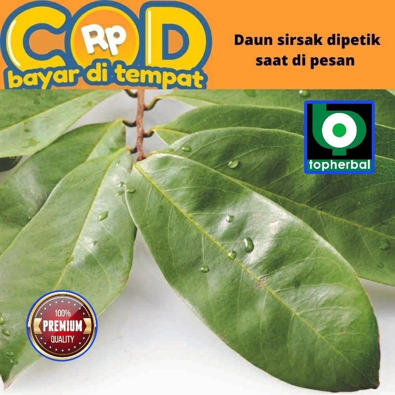 

Daun Sirsak Segar/Fresh Organik 500 Gram