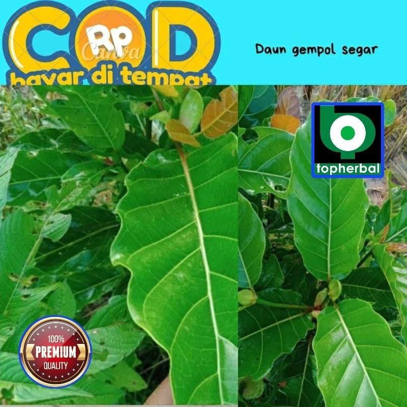 

Daun Gempol Segar/Fresh Organik 1000 Gram