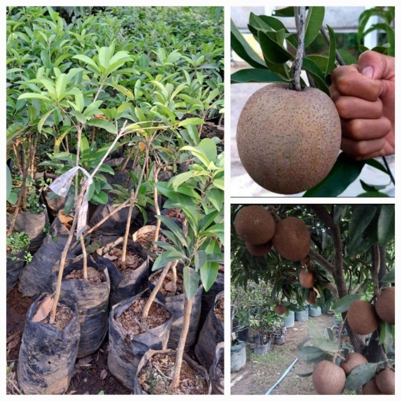 bibit sawo jumbo thailand