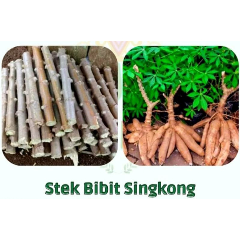 Bibit Batang Singkong Gajah Beli 10 Bonus 3 Stek Pohon Singkong