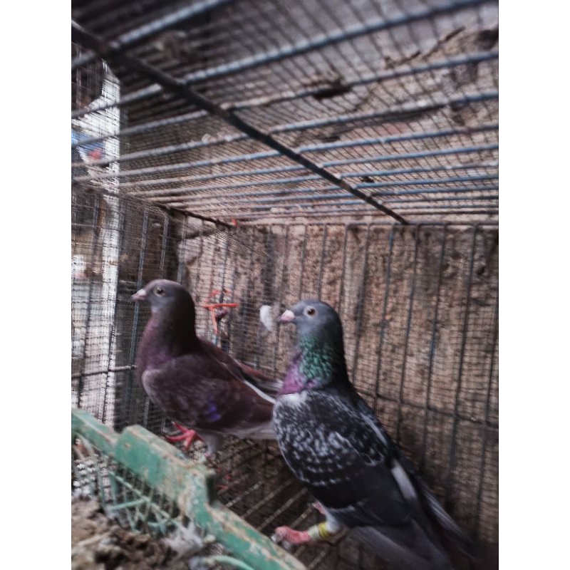 Merpati Jawa Sungut dan merpati pos