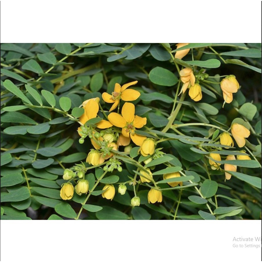 

Daun jati cina segar / Daun jati china herbal kesehatan tubuh