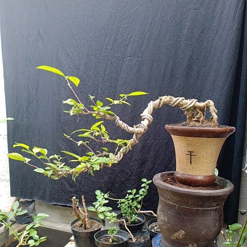 anting putri cascade - bonsai belor - anting putri batang putih