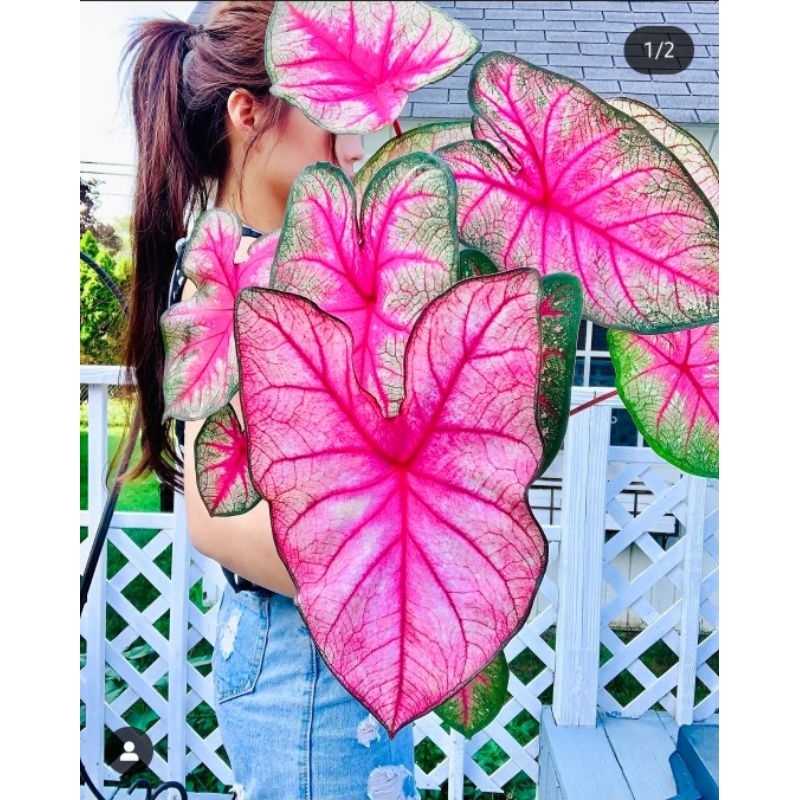 Tanaman Hias Keladi Hybrid Worton Thailand Series Anakan Murah Merah Keladi Caladium Worton Hybrid