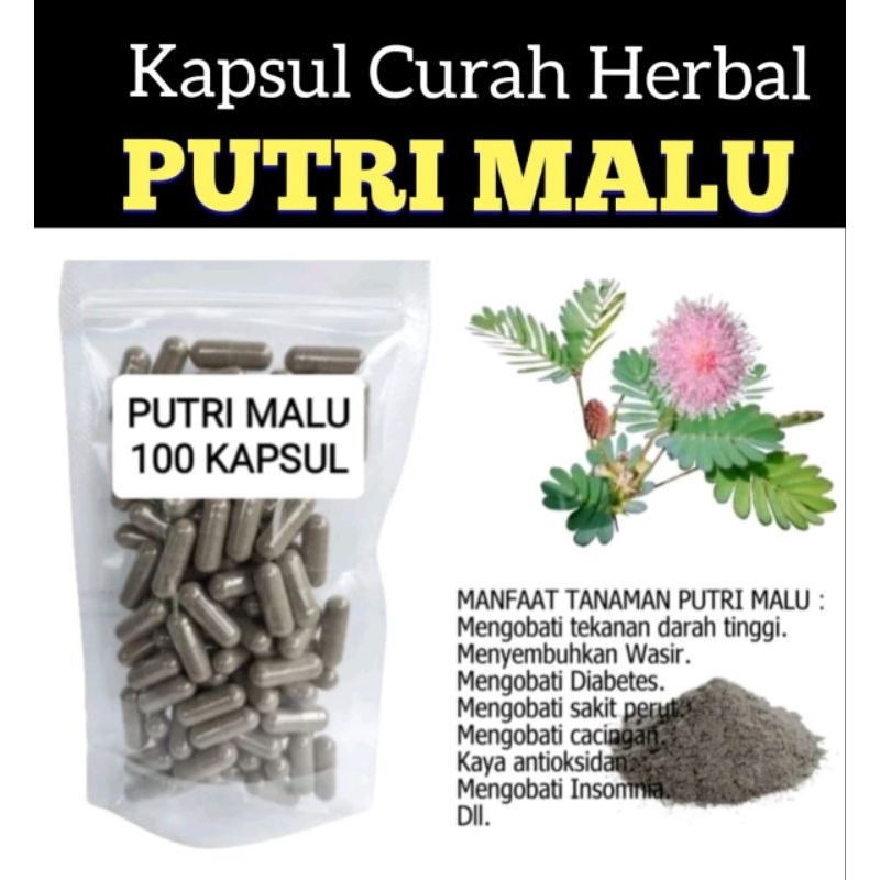 DAUN PUTRI MALU 100 kapsul Curah herbal