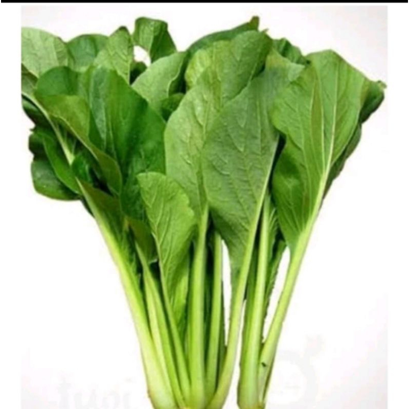 

cesim sawi ijo sawi manis, sawi kriting, sawi pahit, sawi putih sawi asin