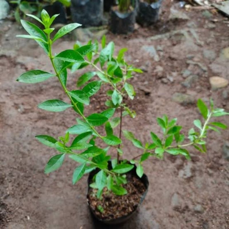 Bibit pohon pacar arab, bibit pacar kuku, bibit pohon henna, bibit pohon inai