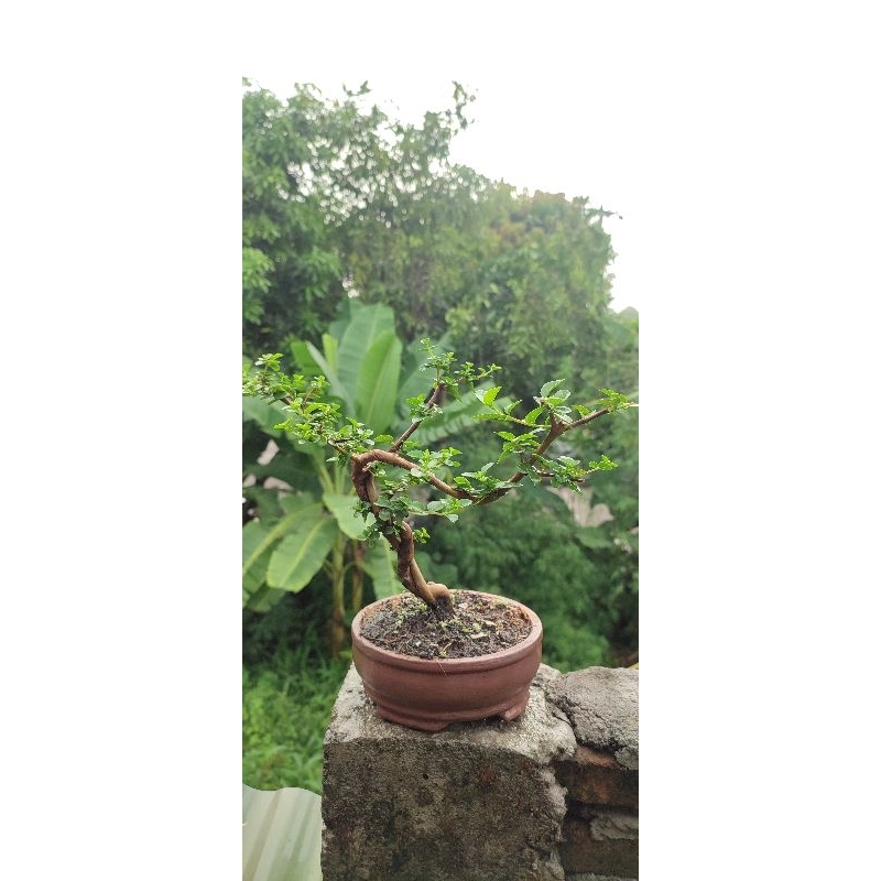 Bonsai sancang hidup sesuai foto
