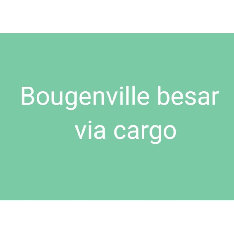 Bougenville besar nota live