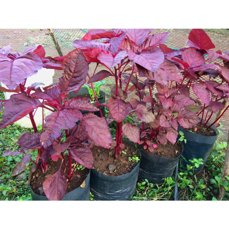 

Bayam Merah/Red Spinach/Chinese Spinach/Amaranthus dubius