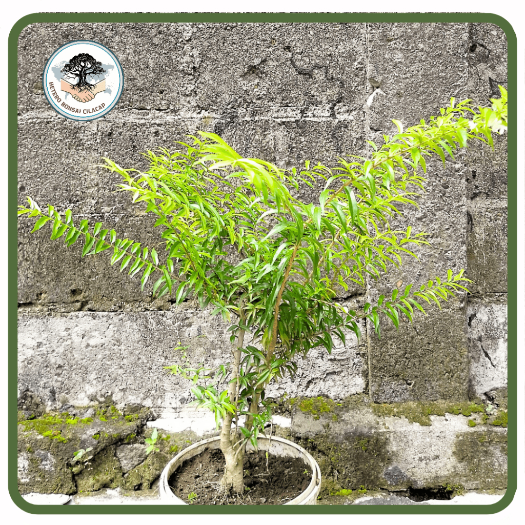 Bahan Bonsai Anting Putri Mikro 50 cm Up, Super Mikro | Hetero Bonsai